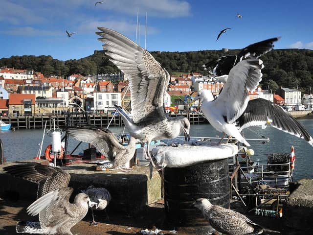 What more can be done to curtail Scarborough's nuisance seagulls?