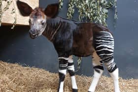 The okapi, often known as the forest giraffe, is under severe threat from poachers, logging, illegal mining and unrest in their native areas of the north eastern rainforests of the Democratic Republic of the Congo.