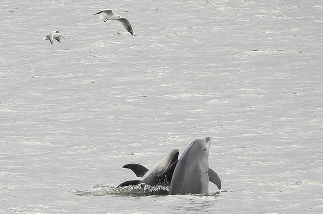 Bottlenose dolphins in Scarborough. Photograph taken before December.