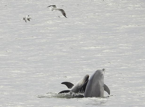 Bottlenose dolphins in Scarborough. Photograph taken before December.