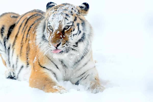 It’s not too cold for this Tiger! The Amur Tiger, also known as the Siberian Tiger is the largest big cat in the world! Amur Tiger numbers have dropped to as low as 20-30 individuals, however international awareness and conservation programs helped to push their numbers back to over 500 in the wild.