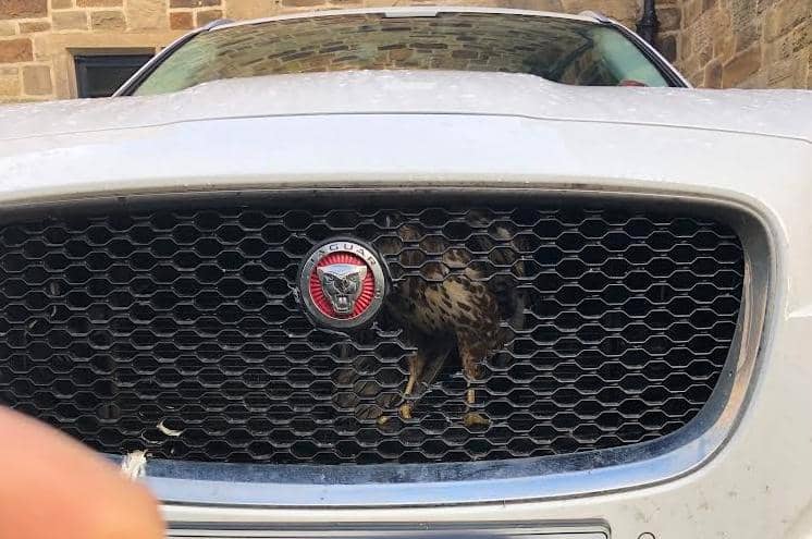 The buzzard had enough room to perch upright inside the grille