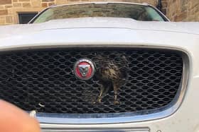 The buzzard had enough room to perch upright inside the grille