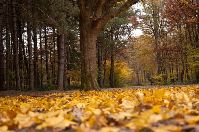 Abbots Wood - Enjoy the changing seasons and the beautiful colours of autumn with a walk through Abbots wood to the lake. There is also a big swing in the open area near the car park. A parking charge applies. Phot by Stephen Muddell
