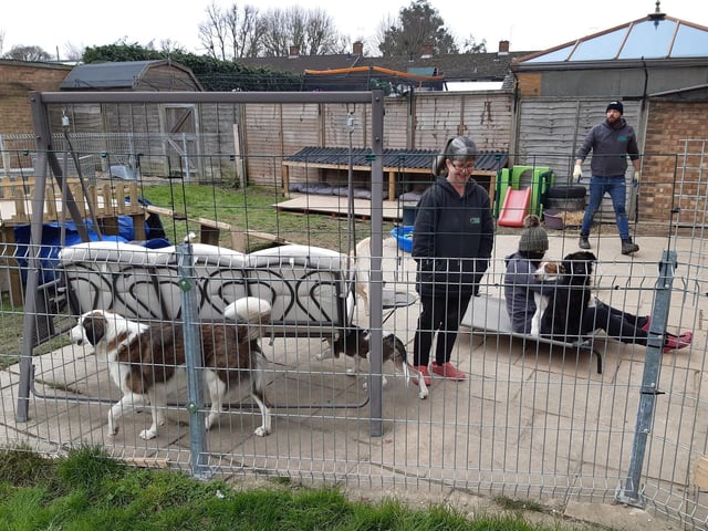Volunteers help with looking after the dogs