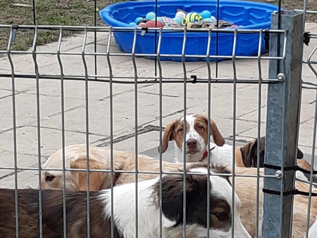The dogs are ready to play