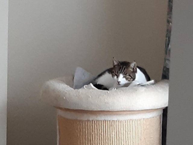Some cats they look after are feral