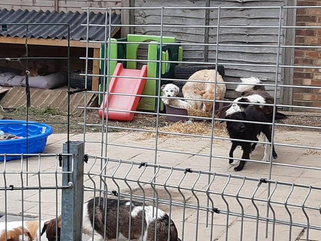 Dogs at play
