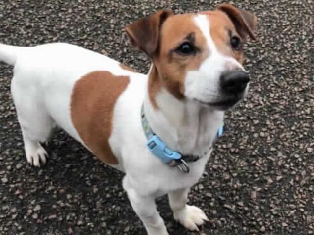 Paddy is a 10-year-old (approx) Jack Russell Terrier. Just look at that little face! Paddy is the cutest boy you will see, with eyes that just make your heart melt! He is an extremely affectionate boy, and wants company all the time. He will need a home where someone is around most of the time, and will need teaching that it is okay to be left alone as he does get seperation anxiety. He does have his best friend Megan to help keep him company, who he needs to be rehomed with as he loves a snuggle in bed with her. He is an older boy, but is very lively and excitable still so will need an adopter who is prepared for a little ball of energy at times. (Photo: RSPCA - https://www.rspca.org.uk/findapet/details/-/Animal/PADDY/ref/229731/rehome)