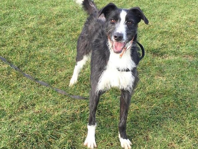 Bugsy is a playful two-year-old (approx) Lurcher crossbreed looking for his forever home.
Bugsy loves to play so is looking for a home with a spacious garden for him to have lots of fun in. He would suit an active family where he can go on lots of walks and they can match his fun-loving ways. Bugsy is an intelligent boy so needs to be stimulated and really enjoys his enrichment and toys.
He is a young and bouncy boy and he came into our care as a stray so will need a patient and understanding home to help him adjust to new environment. Bugsy loves to greet people and other canine friends out on his walks.
Bugsy is a playful boy so would best in either an experienced adult only home or with children over the age of 16 years who are used to the breed. He would be best as the only dog in the home and is not suited to living with cats or small furries. Bugsy can be left for short periods but does need a little help in learning that it is okay to be left. (Photo: RSPCA - https://www.rspca.org.uk/findapet/details/-