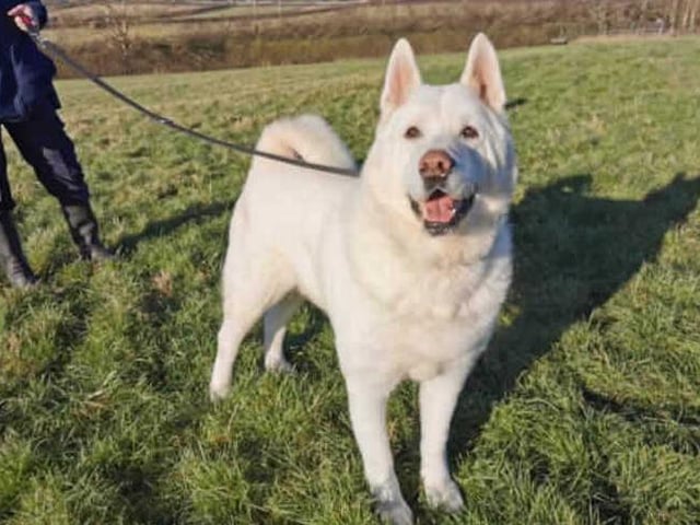 Kuzey is a 10-year-old (approx) Japanese Akita. This handsome chap is hoping his age won't get in the way of finding him that perfect home. He has sadly been in kennels for over 90 days now and is feeling very glum that no one has taken an interest in him. He is very gentle and would love nothing more than a family to call his own that can give him the good fuss he so deserves!
He really is such a lovely gentle boy with so much love to give.
(Photo: RSPCA - https://www.rspca.org.uk/findapet/details/-/Animal/KUZEY/ref/226941/rehome)