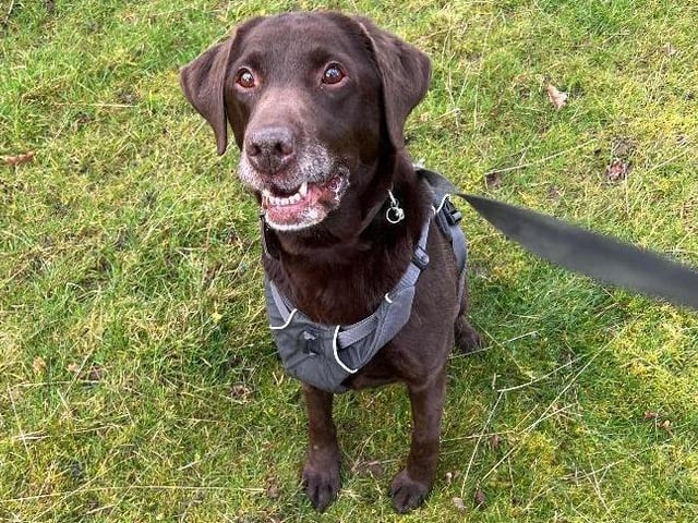 Winnie is a 12-year-old (approx) Labrador Retriever. Winnie is a sweet girl that has come to us through no fault of her own. Despite her age she is a young pup at heart! Winnie loves to have a run around and go on her walks so will need an active home. Once settled Winnie is an excitable girl with lots of love to give. Being a Labrador Winnie loves her food, this is a brilliant tool to use for any training needs. In the previous home Winnie was good to be left, but this will need gradually building up again to get her used to her new surroundings. In the home she will need a secure garden with a minimum 5ft fence for her to play safely in. Winnie is looking for a understanding loving home, with owners who can give her time to settle. Winnie could live with children 10 years and over and would prefer to be the only pet in the home. Can you offer this sweet girl her forever loving home?
(Photo: RSPCA - https://www.rspca.org.uk/findapet/details/-/Animal/WINNIE/ref/BSA2109968/rehome)