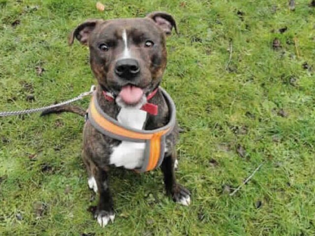 Zukey is an energetic and fun lovingone-year-old (approx) Boxer Cross looking for his adventurous new forever home!
Zukey can initially be a very shy boy but once he comes out of his shell he will be eager to show you just how much energy he has! He loves to play particularly with tennis balls and he really enjoys puzzle feeders and enrichment much more than cuddling.
(Photo: RSPCA - https://www.rspca.org.uk/findapet/details/-/Animal/ZUKEY/ref/228664/rehome)