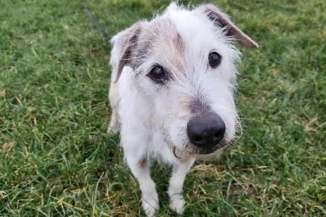 Martin is a sweet 12-year-old (approx) Terrier crossbreed who is looking for his forever home.
Martin is a lovely boy who is out in a foster home currently where he is loving having a warm bed and lots of cuddles and love. He is looking for a home where he can spend his retirement years being showered with love.
Martin has had a dental operation and is recovering well. He enjoys his walks and is good on the lead. He travels well in the car and loves to go on adventures. Martin will make a lovable member of the family.
(Photo: RSPCA - https://www.rspca.org.uk/findapet/details/-/Animal/MARTIN/ref/BSA2110087/rehome)