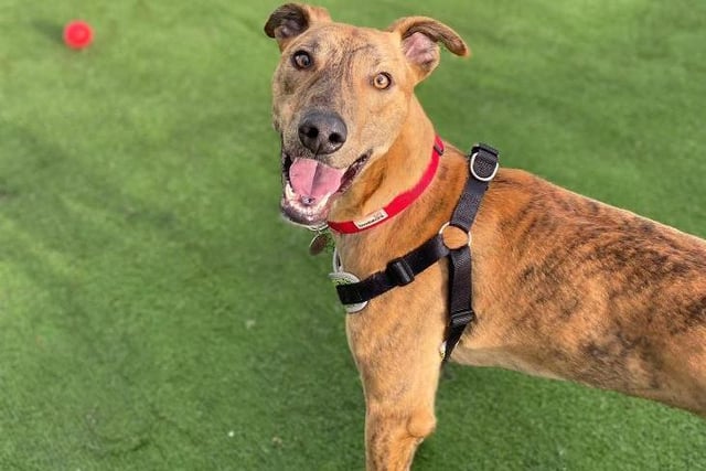 Bill is a fun-loving two-year-old (approx) Lurcher who is looking for his forever home.
He is a playful boy who enjoys his toys and having a run around. Bill is looking for an active home to match his energetic nature where he can go on lots of adventures and show lots of love in return.
Bill loves to see people and enjoys his walks. He loves to greet everyone and loves lots of fuss and attention. Bill really enjoys company so would love a home where he can spend lots of time with his new family to build a loving bond.  (Photo: RSPCA - https://www.rspca.org.uk/findapet/details/-/Animal/BILL/ref/BSA2107955/rehome)
