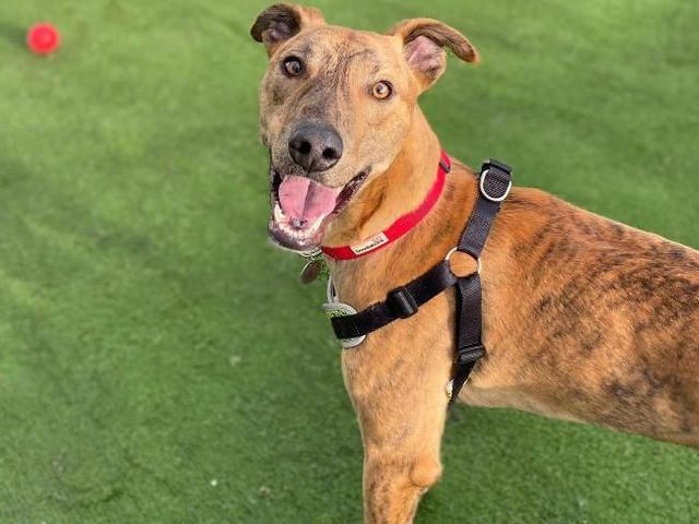 Bill is a fun-loving two-year-old (approx) Lurcher who is looking for his forever home.
He is a playful boy who enjoys his toys and having a run around. Bill is looking for an active home to match his energetic nature where he can go on lots of adventures and show lots of love in return.
Bill loves to see people and enjoys his walks. He loves to greet everyone and loves lots of fuss and attention. Bill really enjoys company so would love a home where he can spend lots of time with his new family to build a loving bond. (Photo: RSPCA - https://www.rspca.org.uk/findapet/details/-/Animal/BILL/ref/BSA2107955/rehome)