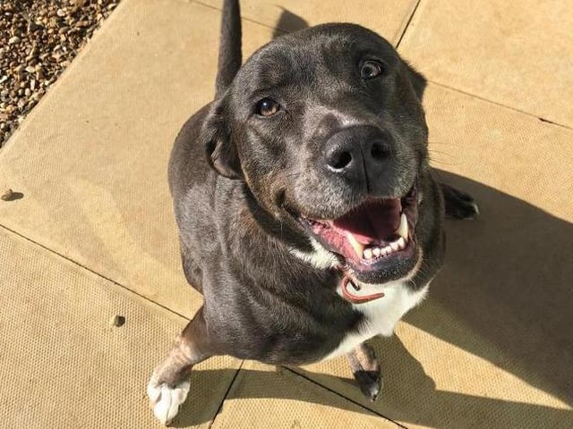 Willow is a three-year-old (approx) Labrador cross Staffordshire Bull Terrier looking for her forever home.
Willow is a very sweet girl who adores fuss and cuddles and just loves being around people. She enjoys her walks and is generally good on the lead. Willow can get a little overwhelmed around some dogs so may benefit from some socialising.
Willow would make a lovely part of the family, she is well trained and is clean in the home. She loves her toys especially her teddies which she loves to cuddle up with and carry around.
(Photo: RSPCA - https://www.rspca.org.uk/findapet/details/-/Animal/WILLOW/ref/BSA2107541/rehome)
