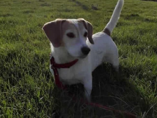 Doris is a 10-year-old (approx) Jack Russell Terrier who is full of character. She really has had her life turned upside down. Please note that we are only considering highly experienced people for Doris. Only people with lots of dog behaviour experience will be considered for adoption as she has some big behaviour issues which will need to be managed within the home. Doris takes time to get to know you and feel confident. Once she knows you she is a friendly girl who is always pleased to see you. (Photo: RSPCA - https://www.rspca.org.uk/findapet/details/-/Animal/DORIS/ref/211970/rehome)