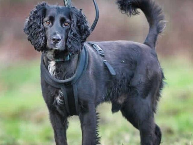 Bruno is a three-year-old (approx) Cocker Spaniel crossbreed. This handsome boy came into our care after he was seized by the police along with multiple other dogs. The conditions the dogs were living in were pretty awful. We have no idea how long they had been living like this nor do we have any history to say whether or not they have ever lived in a home environment.
Bruno is athletic and active with bags of energy. He's a lot of fun! On walks his nose is constantly working and he's really responsive to training. (Photo: RSPCA -https://www.rspca.org.uk/findapet/details/-/Animal/BRUNO/ref/227111/rehome)