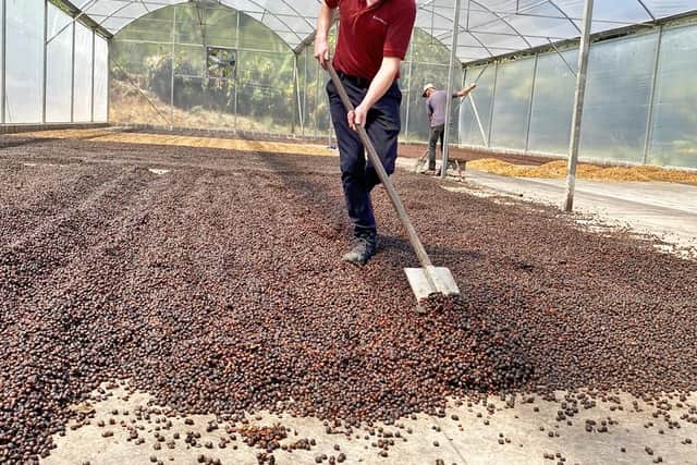 Liam Worlsey at work on the coffee farm in Costa Rica.