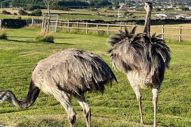 The pet rhea has died after being attacked