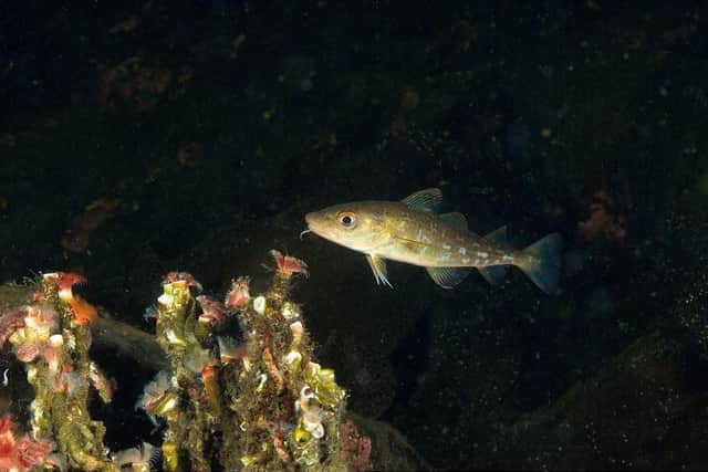 A juvenile cod. Sandeels are an important prey resource found at Dogger Bank supporting a variety of species including fish, seabirds and cetaceans