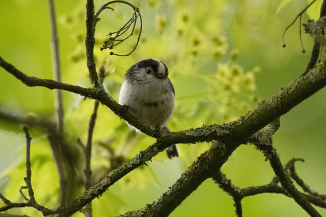 Long-tailed tits size mean they need to share body warmth in winter.