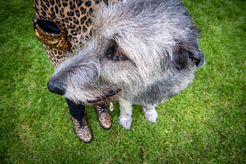An owner with her Irish Wolfhound.