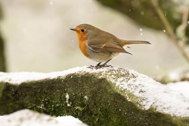 A robin can use up to 10% of its body weight to keep warm on a single winter night, so unless it can replenish its reserves every day, a cold spell can prove fatal. 
Danny Lawson/PA Wire