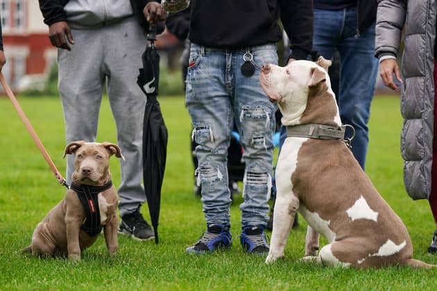 Two XL bully dogs during a protest against the Government's decision to add XL bully dogs to the list of prohibited breeds under the Dangerous Dogs Act. PIC: Jacob King/PA Wire