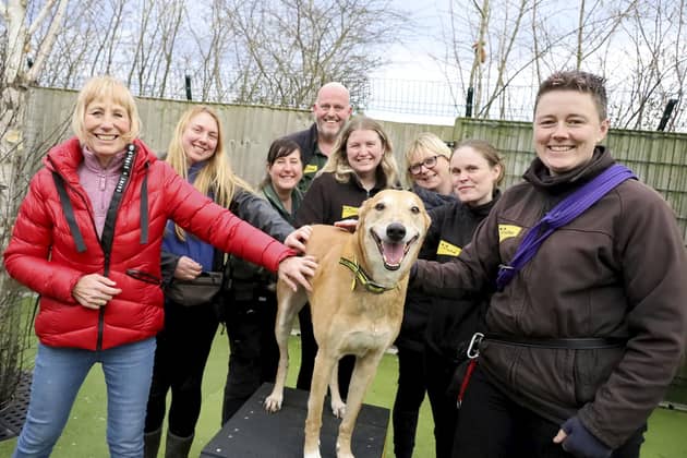 Jake the Lurcher on adoption day with friends from Dogs Trust