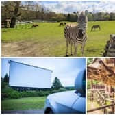 Zoos, safari parks and drive-in cinemas are set to reopen in England from Monday 15 June, Boris Johnson is due to announce (Photo: Shutterstock)
