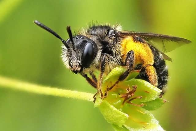 The small, black, solitary Tormentil mining bee, known for its distinctive hopping motion as it flies between flowers, is codependent on just a single type of flower - Tormentil.