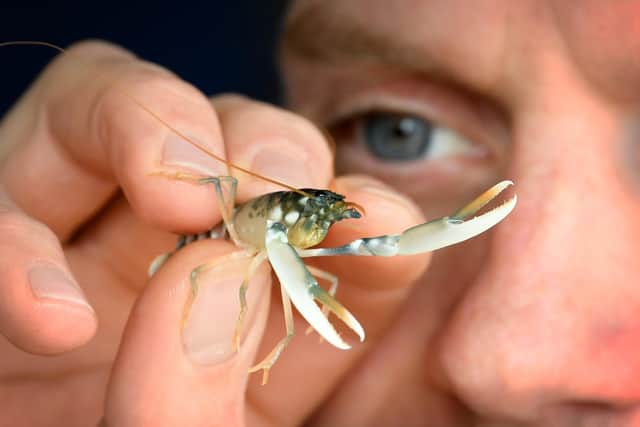 Joe Redfern is pictured with Juvenile Lobster called Dolly at the Whitby Lobster Hatchery. Mr Redfern features in a new BBC documentary looking at why thousands of dead crabs and lobsters were found dead and washed up on Yorkshire beaches last year.