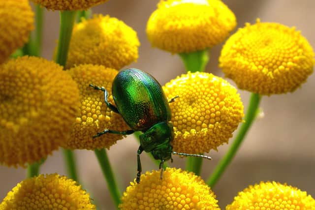 The Tansy beetle photographed by Geoff Oxford.