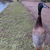 Students took 2ft 4in-tall 'Long Boi' to their hearts when he arrived at the University of York campus in 2019 The waterbird went viral two years ago after social media users branded him the "tallest mallard to have ever lived".