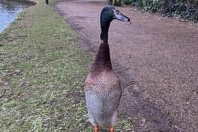 Students took 2ft 4in-tall 'Long Boi' to their hearts when he arrived at the University of York campus in 2019 The waterbird went viral two years ago after social media users branded him the "tallest mallard to have ever lived".