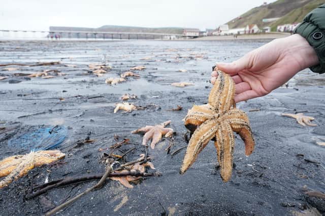 Dead and dying starfish that have been washed up on the beach at Saltburn-by-the-Sea in North Yorkshire. Visitors to the beach, just south of the River Tees, were met with the sight of hundreds of thousands of dead mussels on the shoreline, starfish - some of which were barely moving - crabs and razor clams.