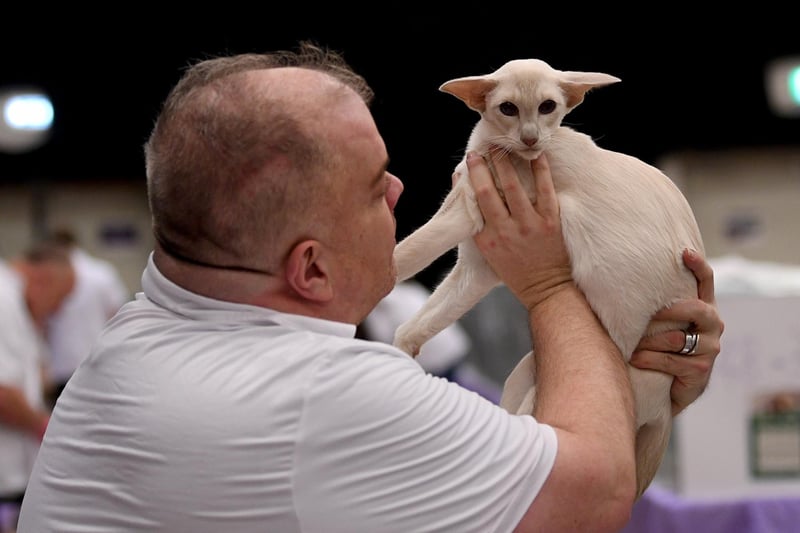 The Yorkshire and Cumberland Cat Show is probably the second largest cat show in the UK, attracting an entry of 300+ cats! Almost all of the pedigree breeds recognised by the GCCF (Governing Council of the Cat Fancy) will be represented, along with household pets at Doncaster Dome. Judge Craig Dryden checks out a Siamese cat at the show Picture taken by Yorkshire Post Photographer Simon Hulme 11th November 2023



