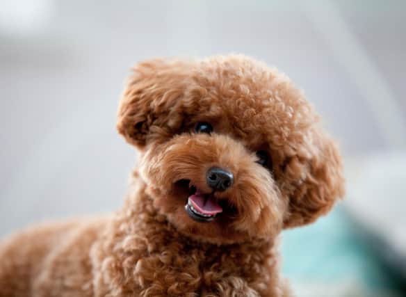 Everything you need to know about poodles - from standard to mini, to toy (Getty Images via Canva Pro)