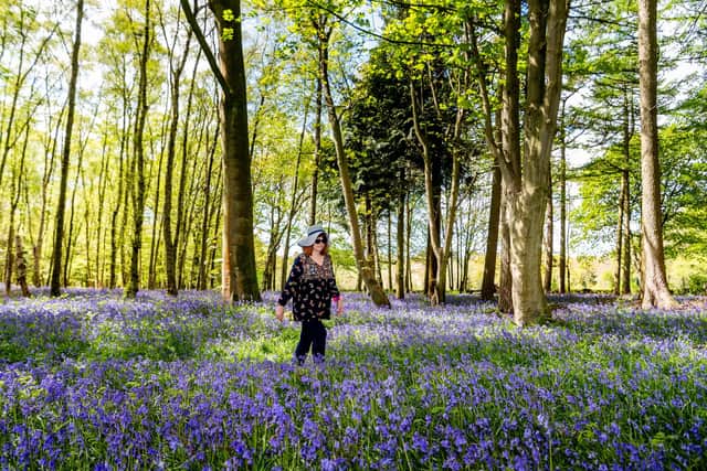 Mary Needham of  Hampsthwaite, near Harrogate, North Yorkshire, admires the carpet of Bluebells in a wood close to Pateley Bridge, North Yorkshire. Picture James Hardisty.