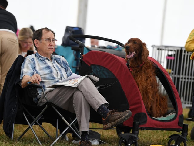 An Irish Setter waits patiently alongside its owner between competitions at the Leeds Championship Dog Show at Harewood