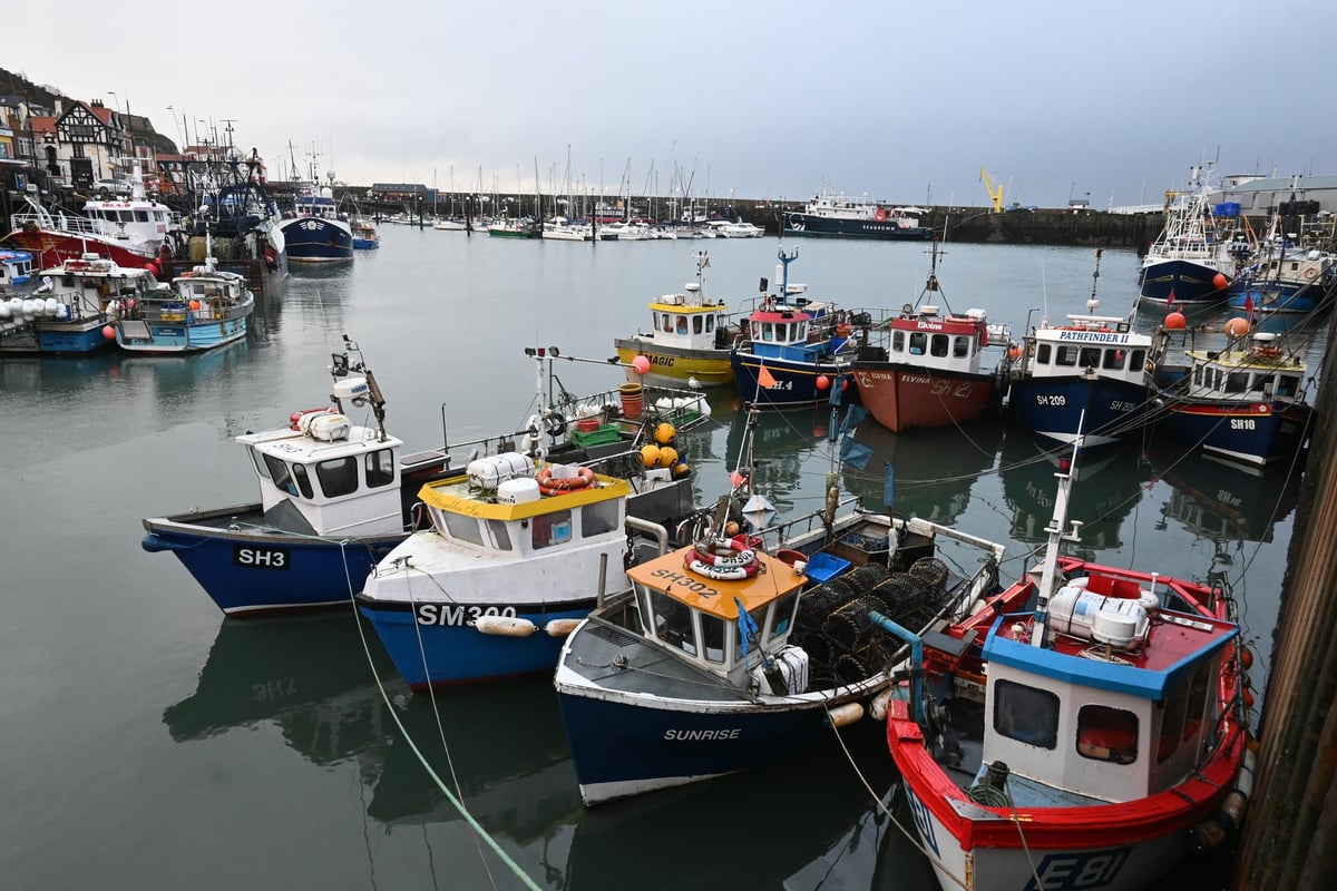 Scientists say there should be 'zero' fishing for cod across UK