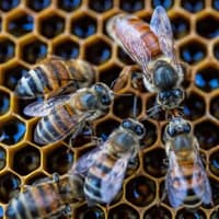 Beekeepers' outrage at move to register The Yorkshire Beekeeper as trade mark