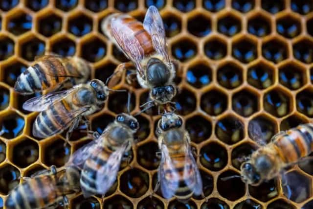 The YBKA says that if the application succeeds “one business would hold exclusive rights over a phrase that belongs to every beekeeper in the county”