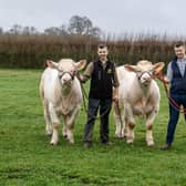 Brothers Stu and Tom Brown with Charolais bulls  Ellerton Upandunder and  Ellerton Ukulele on the family's farm at Everingham near Market Weighton