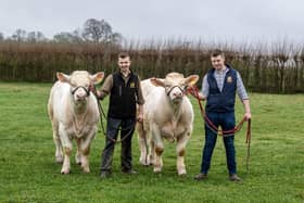 Brothers Stu and Tom Brown with Charolais bulls  Ellerton Upandunder and  Ellerton Ukulele on the family's farm at Everingham near Market Weighton