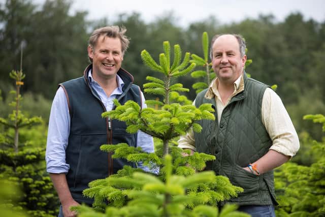 Newburgh Christmas Trees is a joint venture between Stephen Wombwell and his childhood
friend William Standeven. Christmas trees have been grown on the Estate for the last 11 years.