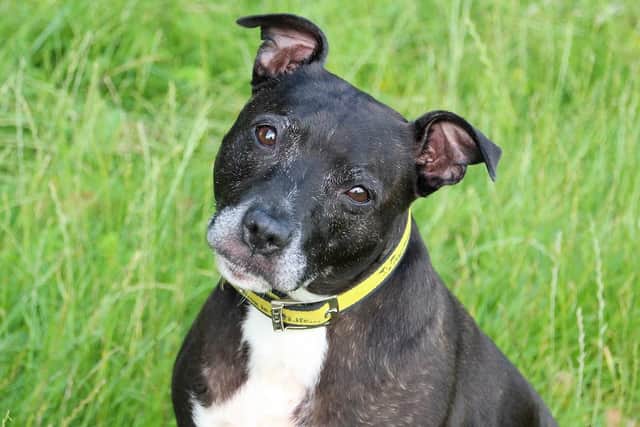 Cheka, the Staffy, is looking for her forever home. (Pic credit: Dogs Trust Leeds)