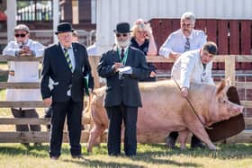 A pig is judged in a show ring, during the opening day of the Great Yorkshire Show at the Showground in Harrogate, North Yorkshire. Picture date: Tuesday July 8, 2025. PA Photo. Photo Danny Lawson/PA Wire